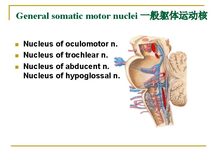 General somatic motor nuclei 一般躯体运动核 n n n Nucleus of oculomotor n. Nucleus of