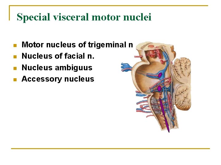 Special visceral motor nuclei n n Motor nucleus of trigeminal n Nucleus of facial