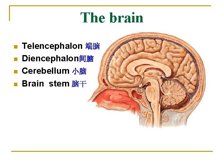 The brain n n Telencephalon 端脑 Diencephalon间脑 Cerebellum 小脑 Brain stem 脑干 