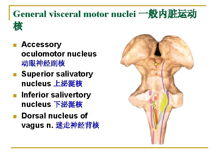 General visceral motor nuclei 一般内脏运动 核 n Accessory oculomotor nucleus 动眼神经副核 n n n