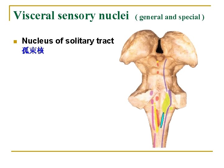 Visceral sensory nuclei n Nucleus of solitary tract 孤束核 ( general and special )