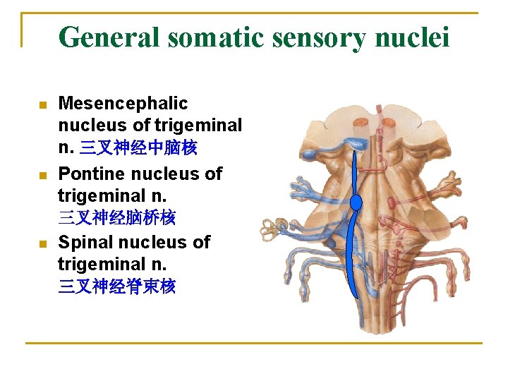 General somatic sensory nuclei n n Mesencephalic nucleus of trigeminal n. 三叉神经中脑核 Pontine nucleus