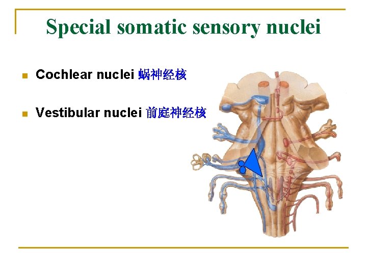 Special somatic sensory nuclei n Cochlear nuclei 蜗神经核 n Vestibular nuclei 前庭神经核 