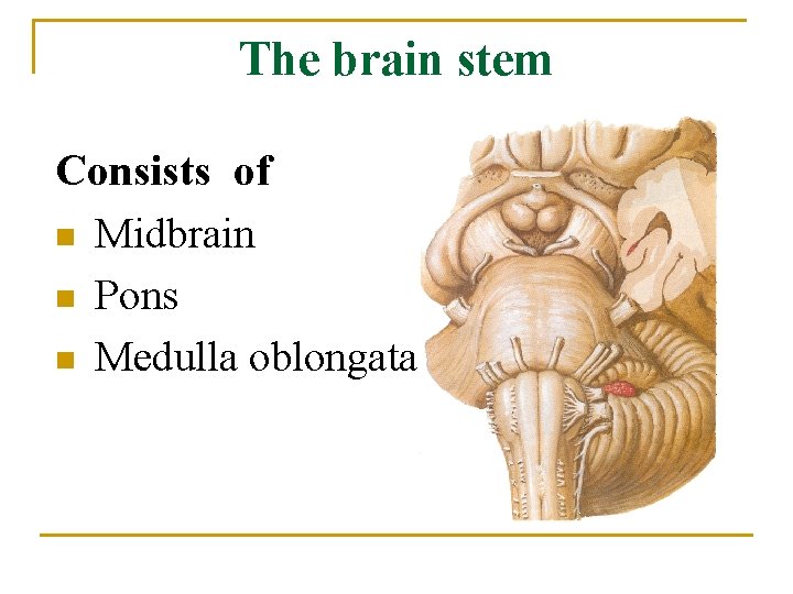 The brain stem Consists of n Midbrain n Pons n Medulla oblongata 