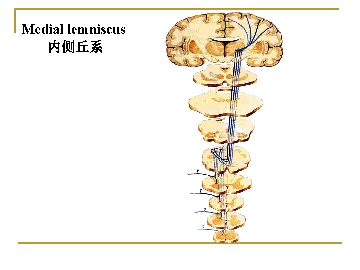 Medial lemniscus 内侧丘系 