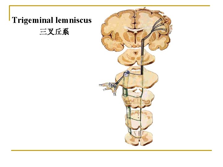 Trigeminal lemniscus 三叉丘系 