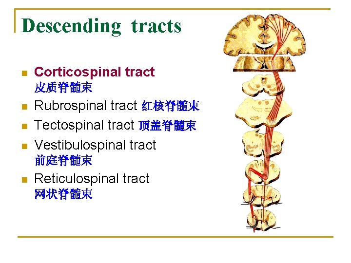 Descending tracts n Corticospinal tract 皮质脊髓束 n n n Rubrospinal tract 红核脊髓束 Tectospinal tract
