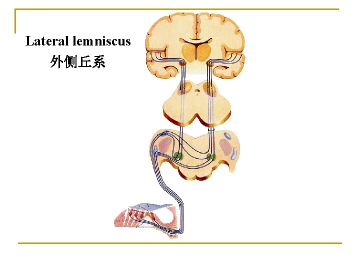 Lateral lemniscus 外侧丘系 