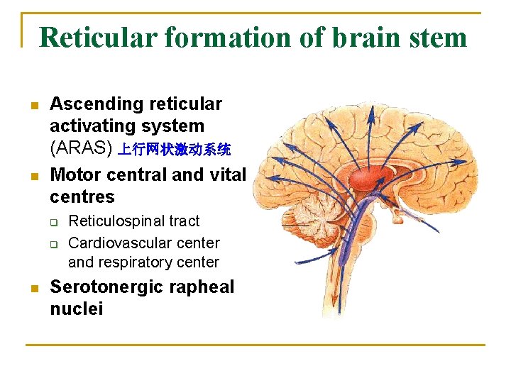 Reticular formation of brain stem n n Ascending reticular activating system (ARAS) 上行网状激动系统 Motor