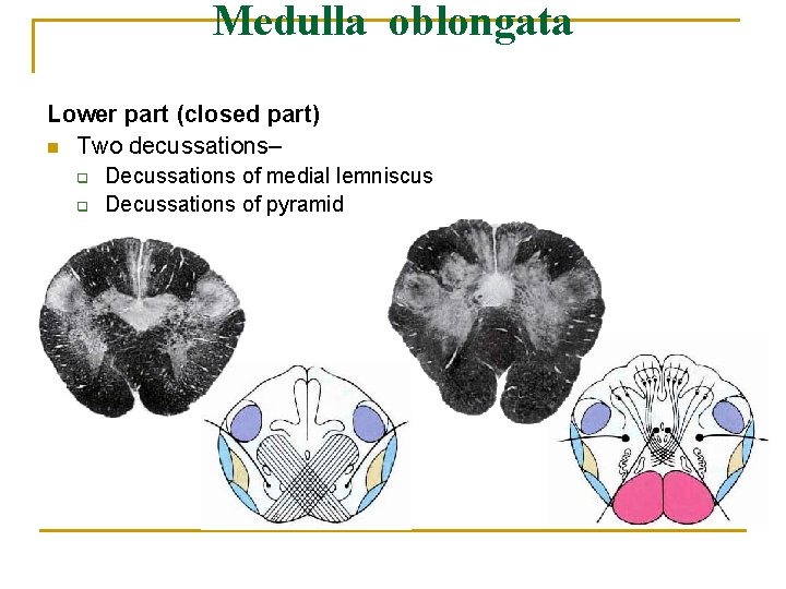 Medulla oblongata Lower part (closed part) n Two decussations– q q Decussations of medial