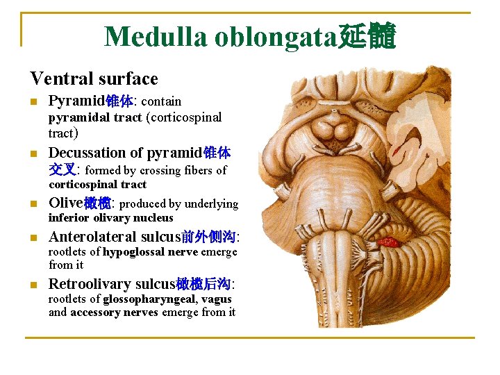 Medulla oblongata延髓 Ventral surface n n Pyramid锥体: contain pyramidal tract (corticospinal tract) Decussation of