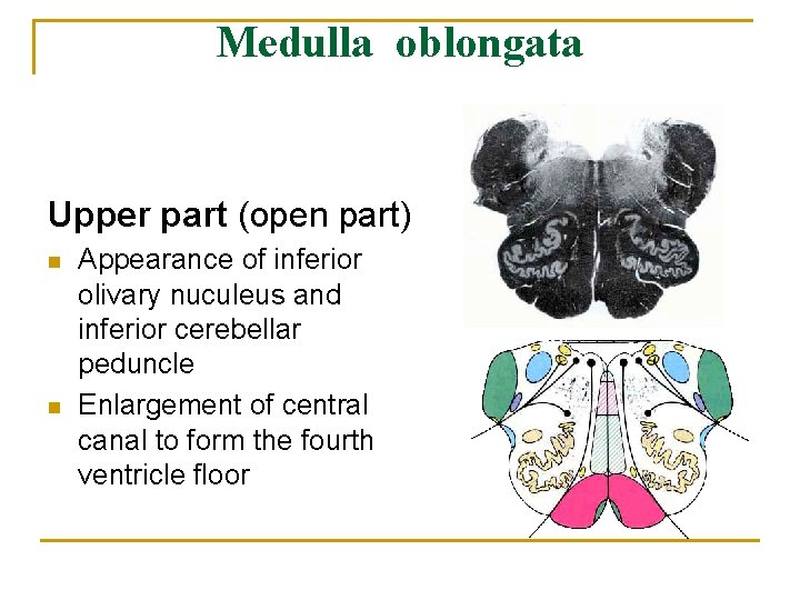 Medulla oblongata Upper part (open part) n n Appearance of inferior olivary nuculeus and