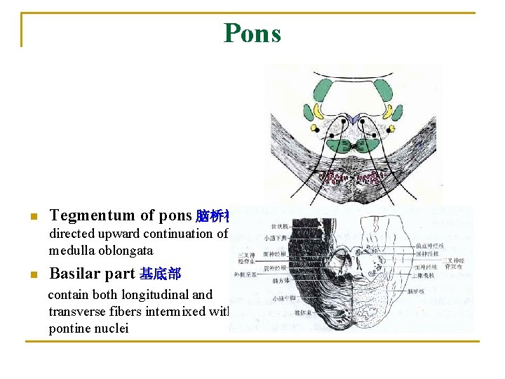 Pons n Tegmentum of pons 脑桥被盖 directed upward continuation of medulla oblongata n Basilar