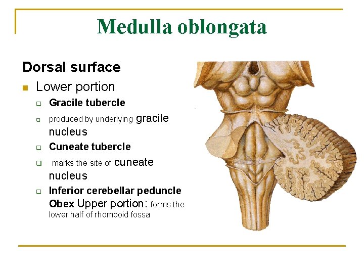Medulla oblongata Dorsal surface n Lower portion q Gracile tubercle q produced by underlying