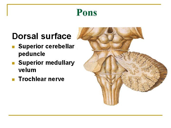 Pons Dorsal surface n n n Superior cerebellar peduncle Superior medullary velum Trochlear nerve