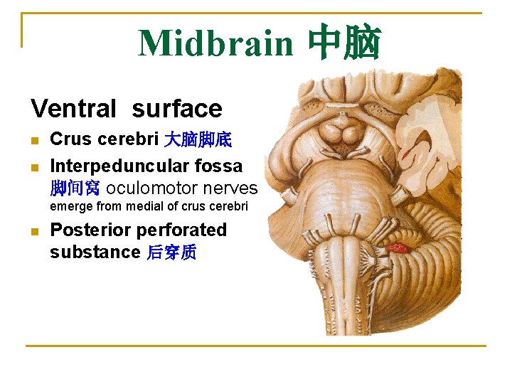 Midbrain 中脑 Ventral surface n n Crus cerebri 大脑脚底 Interpeduncular fossa 脚间窝 oculomotor nerves