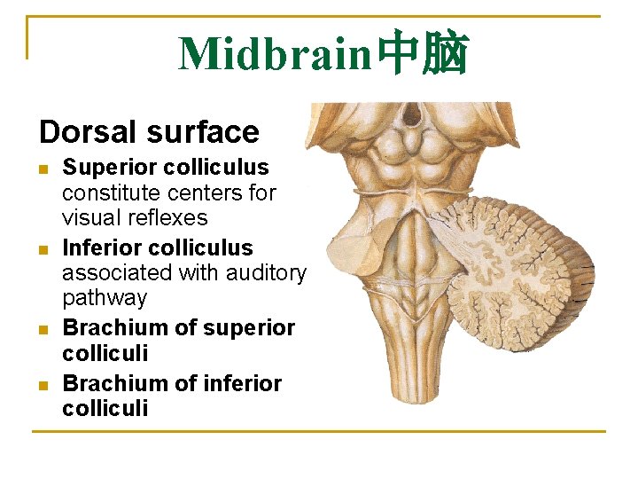 Midbrain中脑 Dorsal surface n n Superior colliculus constitute centers for visual reflexes Inferior colliculus