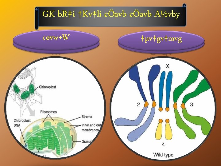 GK b. R‡i †Kv‡li cÖavb A½vby cøvw÷W wb. Dw. K¬qvm ‡µv‡gv‡mvg gv. B‡Uv. KwbÛªqv