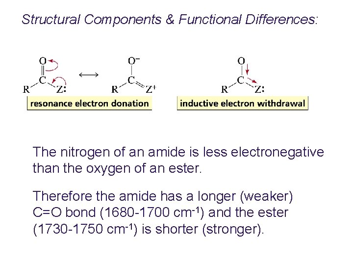 Structural Components & Functional Differences: The nitrogen of an amide is less electronegative than