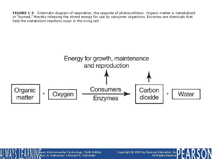 FIGURE 1 -5 Schematic diagram of respiration, the opposite of photosynthesis. Organic matter is