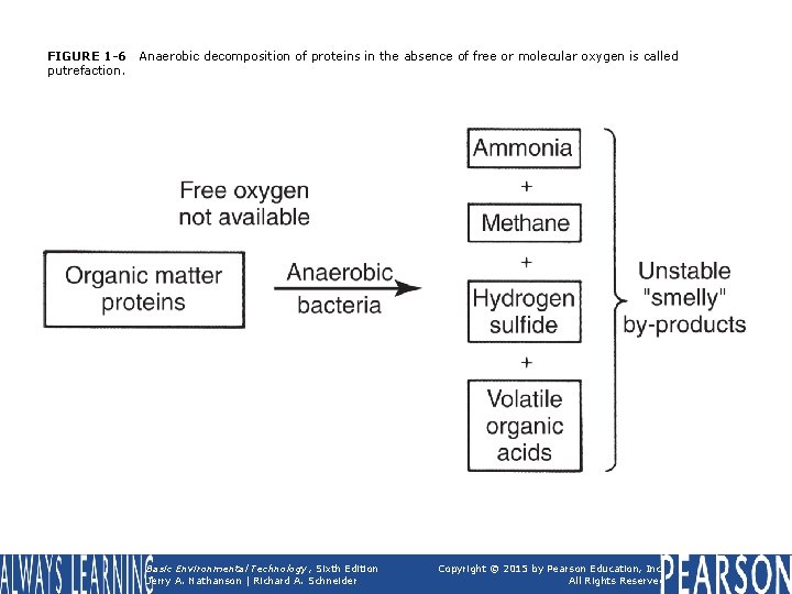 FIGURE 1 -6 putrefaction. Anaerobic decomposition of proteins in the absence of free or