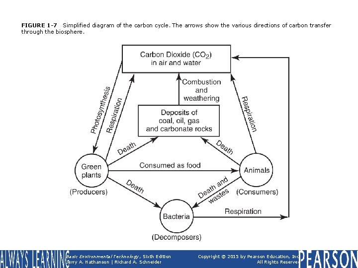 FIGURE 1 -7 Simplified diagram of the carbon cycle. The arrows show the various