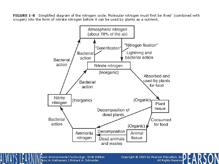 FIGURE 1 -8 Simplified diagram of the nitrogen cycle. Molecular nitrogen must first be