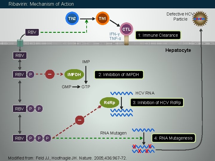 Ribavirin: Mechanism of Action Th 2 Defective HCV Particle Th 1 X X CTL