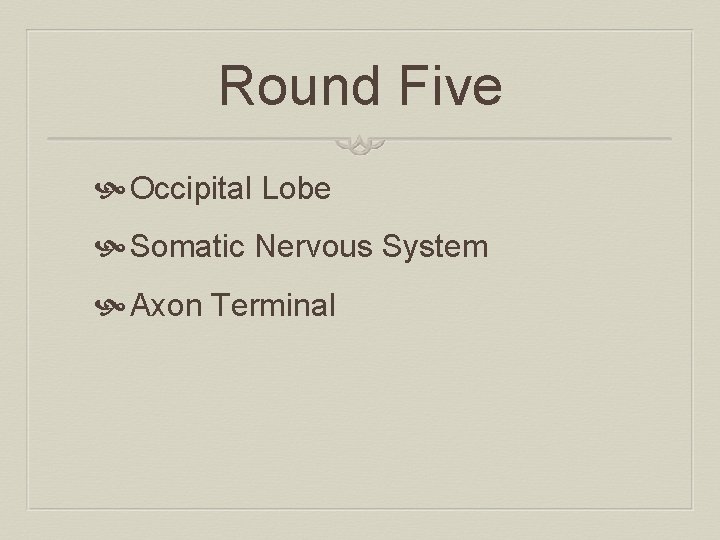 Round Five Occipital Lobe Somatic Nervous System Axon Terminal 