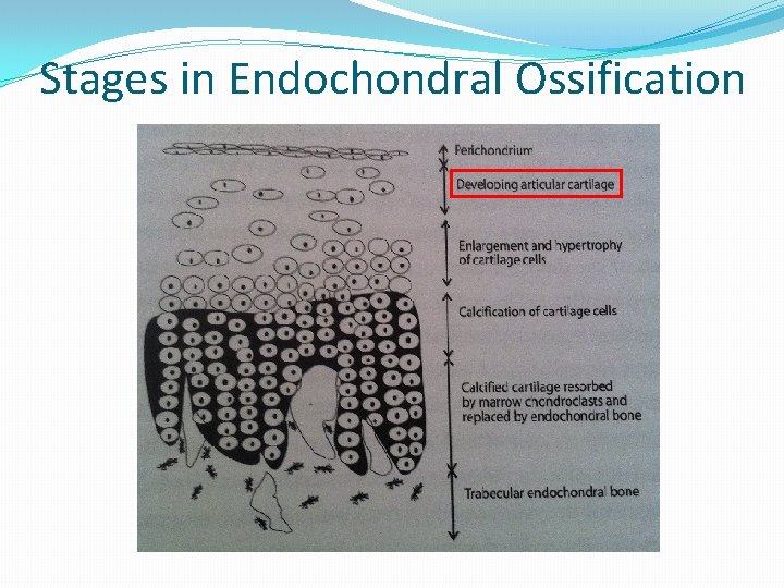 Stages in Endochondral Ossification 
