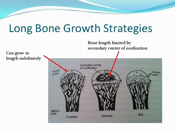 Long Bone Growth Strategies Can grow in length indefinitely Bone length limited by secondary