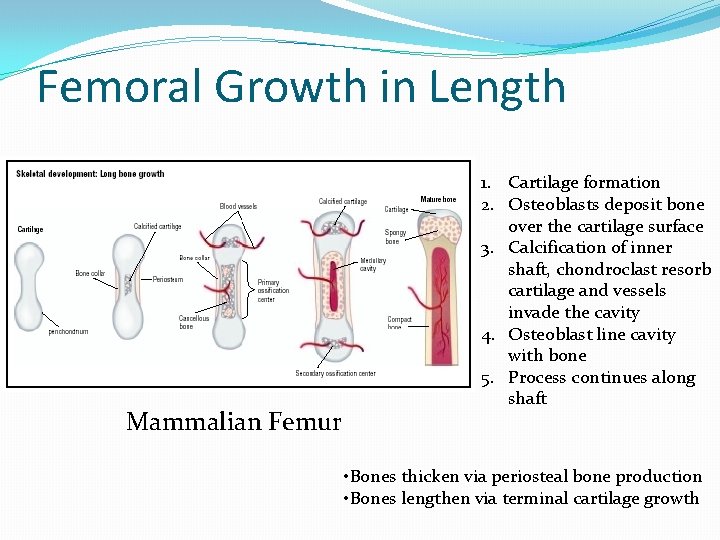 Femoral Growth in Length Mammalian Femur 1. Cartilage formation 2. Osteoblasts deposit bone over