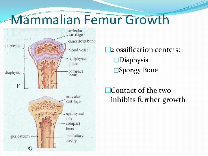 Mammalian Femur Growth � 2 ossification centers: �Diaphysis �Spongy Bone �Contact of the two