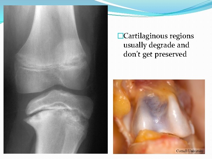 �Cartilaginous regions usually degrade and don’t get preserved 