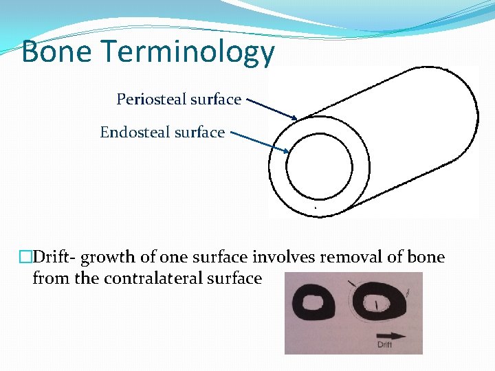 Bone Terminology Periosteal surface Endosteal surface �Drift- growth of one surface involves removal of