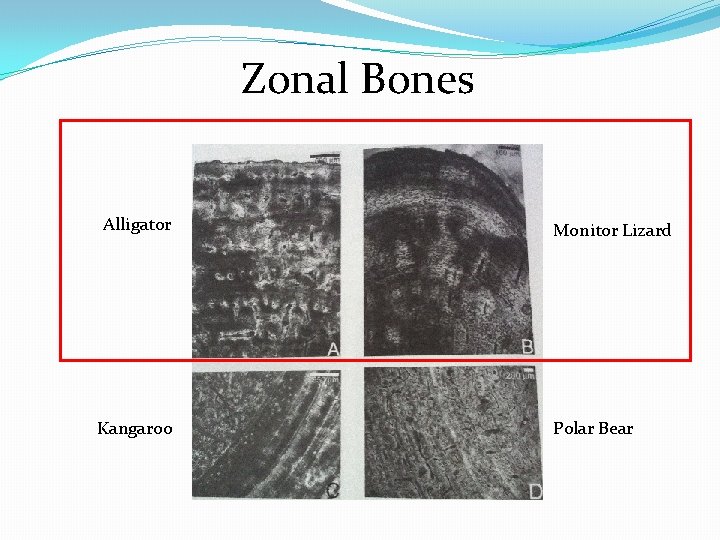 Zonal Bones Alligator Kangaroo Monitor Lizard Polar Bear 
