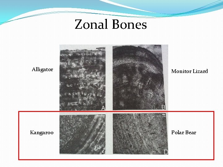 Zonal Bones Alligator Kangaroo Monitor Lizard Polar Bear 