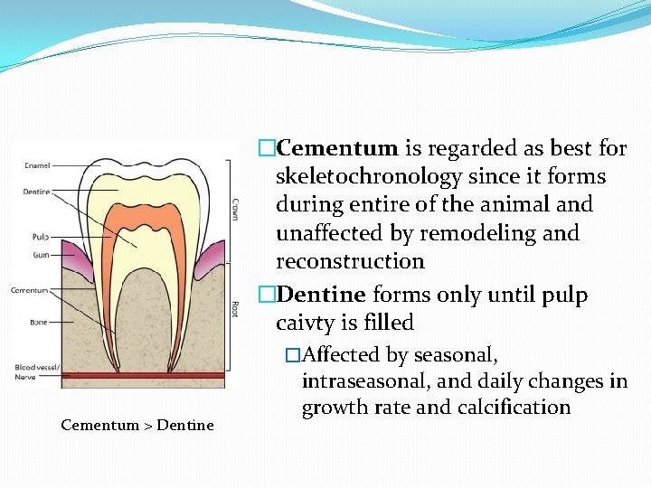 Cementum > Dentine �Cementum is regarded as best for skeletochronology since it forms during