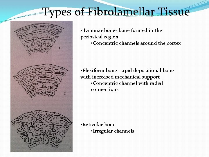 Types of Fibrolamellar Tissue • Laminar bone- bone formed in the periosteal region •