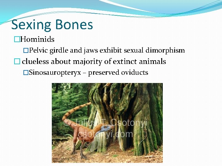 Sexing Bones �Hominids �Pelvic girdle and jaws exhibit sexual dimorphism � clueless about majority