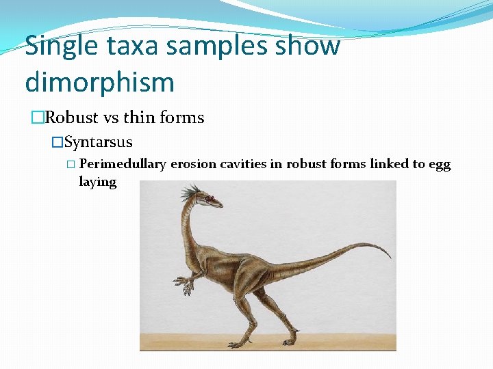 Single taxa samples show dimorphism �Robust vs thin forms �Syntarsus � Perimedullary laying erosion