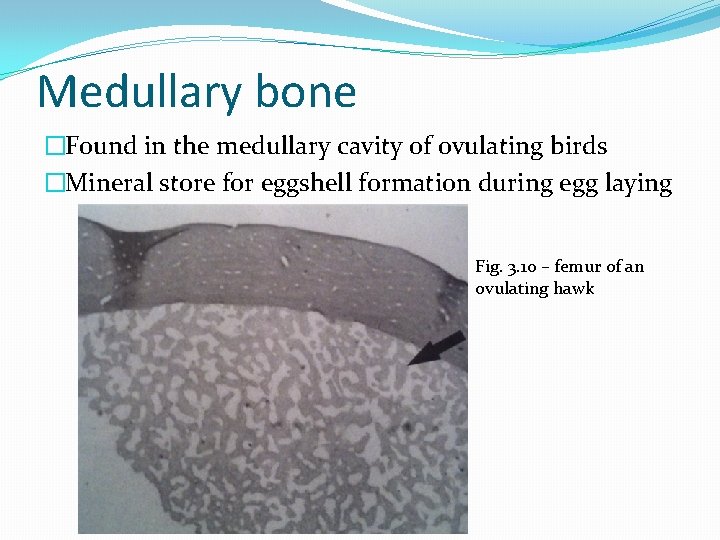 Medullary bone �Found in the medullary cavity of ovulating birds �Mineral store for eggshell