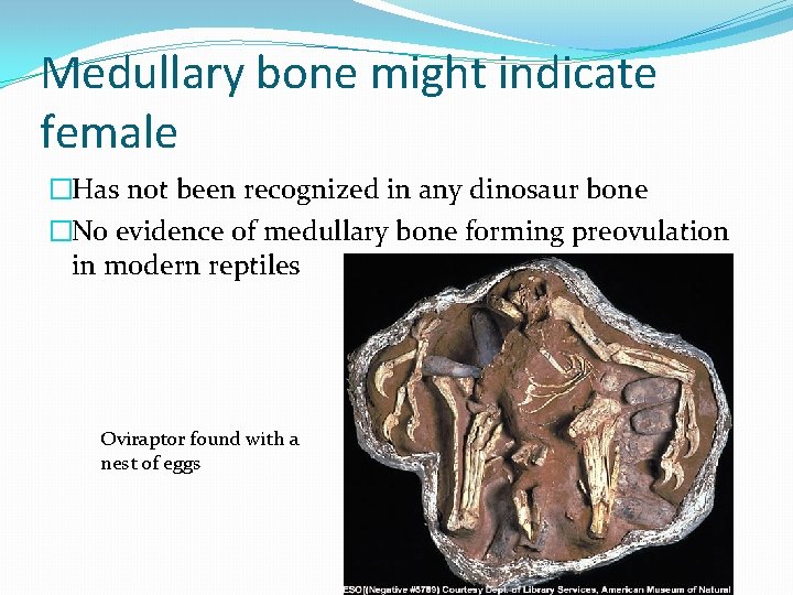 Medullary bone might indicate female �Has not been recognized in any dinosaur bone �No