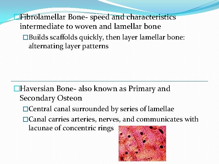 �Fibrolamellar Bone- speed and characteristics intermediate to woven and lamellar bone �Builds scaffolds quickly,