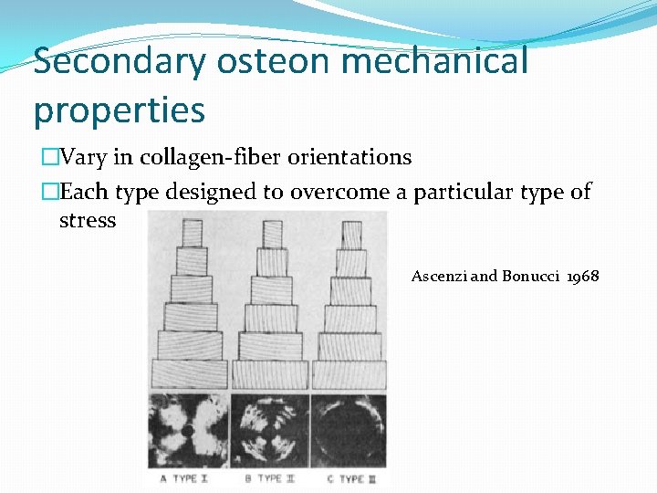 Secondary osteon mechanical properties �Vary in collagen-fiber orientations �Each type designed to overcome a