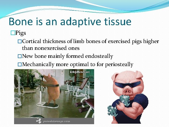 Bone is an adaptive tissue �Pigs �Cortical thickness of limb bones of exercised pigs