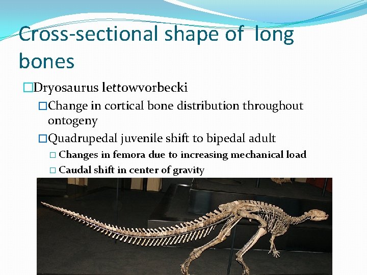 Cross-sectional shape of long bones �Dryosaurus lettowvorbecki �Change in cortical bone distribution throughout ontogeny
