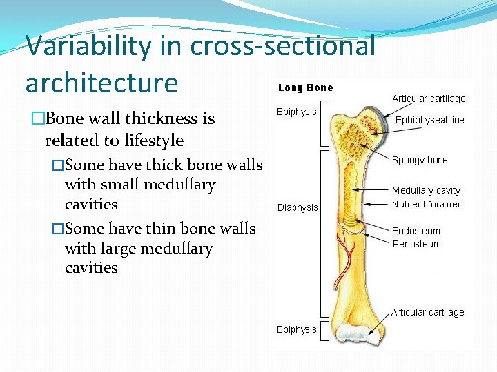 Variability in cross-sectional architecture �Bone wall thickness is related to lifestyle �Some have thick