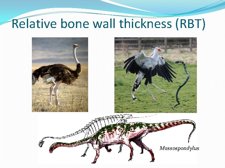 Relative bone wall thickness (RBT) Massospondylus 