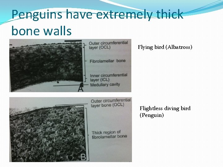 Penguins have extremely thick bone walls Flying bird (Albatross) Flightless diving bird (Penguin) 